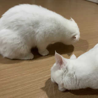 My Pet Care 천연단백질 눈건강에 개좋아 — 4점을 준 리뷰어가 2020년 11월 올린 사용 사진