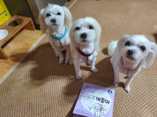 My Pet Care 천연단백질 치아건강에 개좋아 — 4점을 준 리뷰어가 2020년 11월 올린 사용 사진