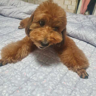 My Pet Care 천연단백질 치아건강에 개좋아 — 4점을 준 리뷰어가 2020년 12월 올린 사용 사진