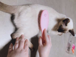 아이캔디 레인보우 볼륨S  브러쉬 for PET 미디엄 — 5점을 준 리뷰어가 2020년 11월 올린 사용 사진