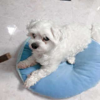 My Pet Care 천연단백질 치아건강에 개좋아 — 5점을 준 리뷰어가 2020년 12월 올린 사용 사진