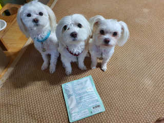 My Pet Care 천연단백질 눈건강에 개좋아 — 3.5점을 준 리뷰어가 2020년 12월 올린 사용 사진
