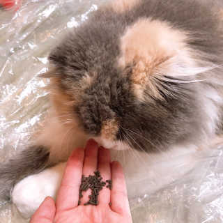softbom님이 올린 리뷰 사진 2