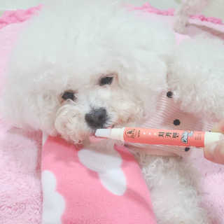삼숑이맘님이 올린 리뷰 사진 2