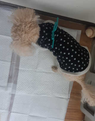 새돌댕댕님이 올린 리뷰 사진 2