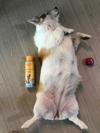버츠비 퍼피투인원 티어리스 샴푸 앤 컨디셔너 — 5점을 준 리뷰어가 2020년 11월 올린 사용 사진
