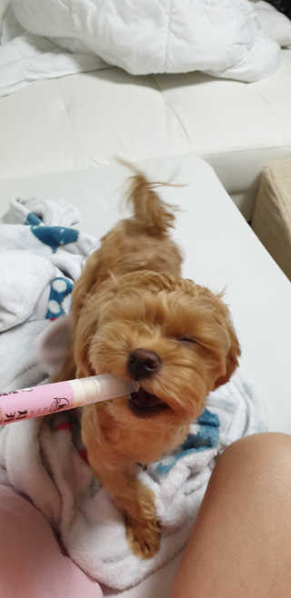 더펫원츠 [댕냥이 치석제거 덴탈오일] 치카오일+셀프스케일러 — 5점을 준 리뷰어가 2020년 6월 올린 사용 사진