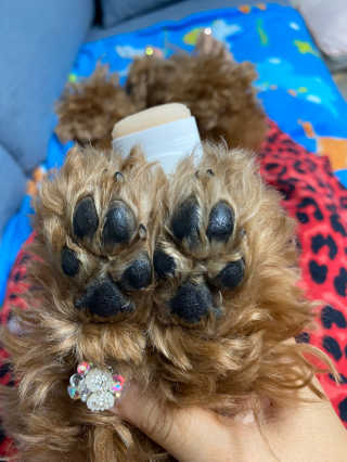 [레드허니밤]자유펫 고양이 강아지 발바닥 밤 14g — 5점을 준 리뷰어가 2020년 7월 올린 사용 사진