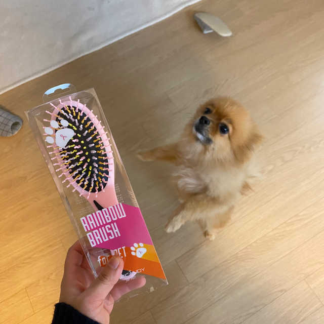 아이캔디 레인보우 볼륨S  브러쉬 for PET 미디엄 리뷰 사진