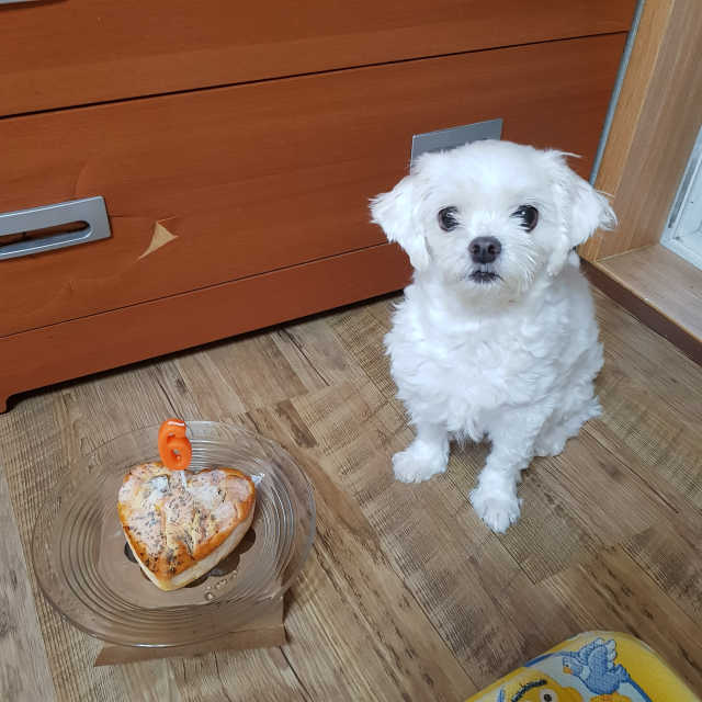 오리구이 연어 치즈 케이크_미니 리뷰 사진