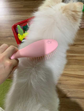 아이캔디 레인보우 볼륨S  브러쉬 for PET 미디엄 — 4점을 준 리뷰어가 2020년 12월 올린 사용 사진