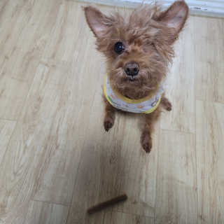 My Pet Care 천연단백질 치아건강에 개좋아 — 5점을 준 리뷰어가 2020년 11월 올린 사용 사진