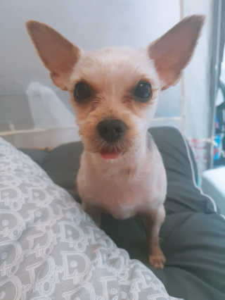 My Pet Care 모발과 모질 피부건강에 개좋아 — 4점을 준 리뷰어가 2020년 12월 올린 사용 사진