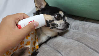 [레드허니밤]자유펫 고양이 강아지 발바닥 밤 14g — 5점을 준 리뷰어가 2020년 7월 올린 사용 사진