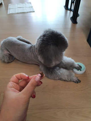 My Pet Care 천연단백질 관절건강에 개좋아 — 5점을 준 리뷰어가 2020년 11월 올린 사용 사진