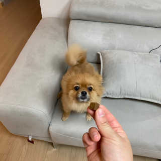 My Pet Care 천연단백질 관절건강에 개좋아 — 5점을 준 리뷰어가 2020년 11월 올린 사용 사진