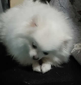 My Pet Care 천연단백질 치아건강에 개좋아 — 5점을 준 리뷰어가 2020년 11월 올린 사용 사진