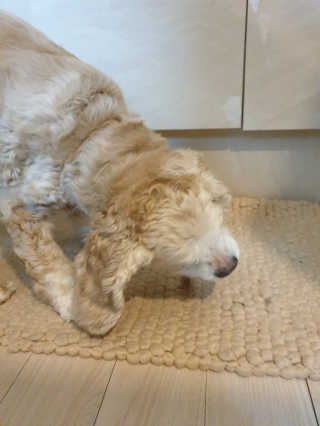 My Pet Care 천연단백질 치아건강에 개좋아 — 5점을 준 리뷰어가 2020년 12월 올린 사용 사진