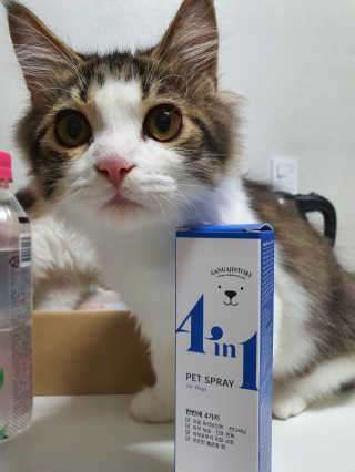 강아지스토리 포인원 모이스처 미스트 100ml — 5점을 준 리뷰어가 2020년 6월 올린 사용 사진