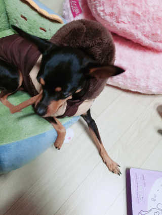 My Pet Care 천연단백질 치아건강에 개좋아 — 5점을 준 리뷰어가 2020년 11월 올린 사용 사진