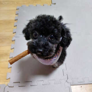 My Pet Care 천연단백질 치아건강에 개좋아 — 5점을 준 리뷰어가 2020년 12월 올린 사용 사진