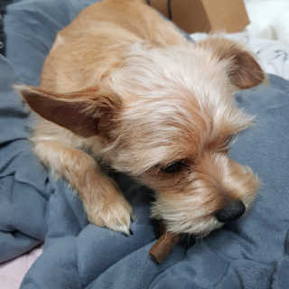 My Pet Care 천연단백질 치아건강에 개좋아 — 5점을 준 리뷰어가 2020년 12월 올린 사용 사진