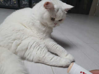 [레드허니밤]자유펫 고양이 강아지 발바닥 밤 14g — 5점을 준 리뷰어가 2020년 7월 올린 사용 사진