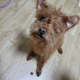 My Pet Care 천연단백질 관절건강에 개좋아 — 5점을 준 리뷰어가 2020년 12월 올린 사용 사진