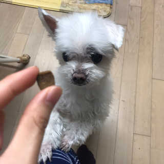 My Pet Care 천연단백질 관절건강에 개좋아 — 5점을 준 리뷰어가 2020년 11월 올린 사용 사진