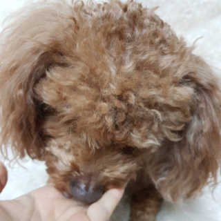 My Pet Care 천연단백질 관절건강에 개좋아 — 5점을 준 리뷰어가 2020년 12월 올린 사용 사진