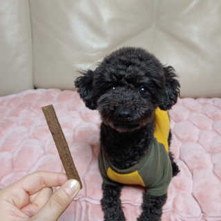 My Pet Care 천연단백질 치아건강에 개좋아 — 5점을 준 리뷰어가 2020년 12월 올린 사용 사진