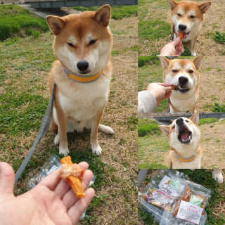 해피팡팡 고구마닭말이+고구마오리말이 [고구마간식2종] — 5점을 준 리뷰어가 2020년 4월 올린 사용 사진