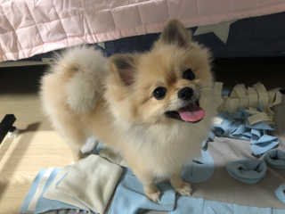 My Pet Care 천연단백질 눈건강에 개좋아 — 5점을 준 리뷰어가 2020년 12월 올린 사용 사진