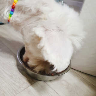 펫시랩 반려견용 액상 프리바이오틱스 아쿠아펫 — 2점을 준 리뷰어가 2020년 11월 올린 사용 사진