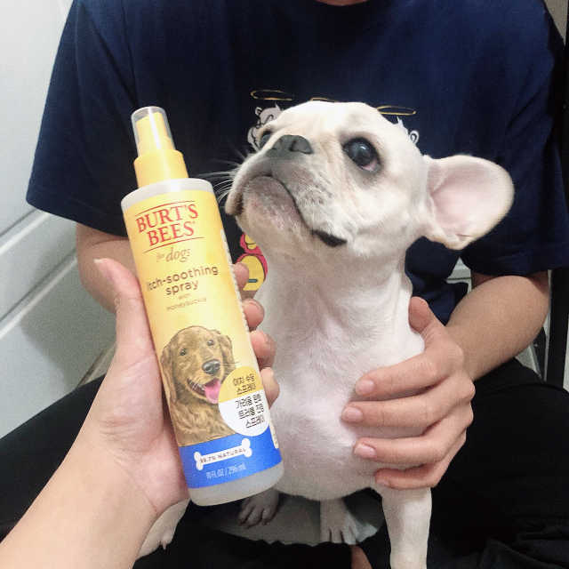 버츠비 이치수딩 스프레이 리뷰 사진