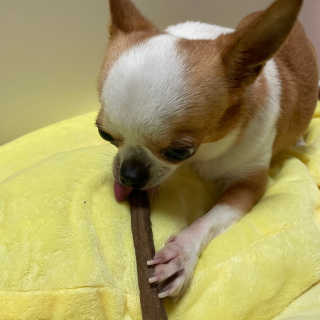 My Pet Care 천연단백질 치아건강에 개좋아 — 5점을 준 리뷰어가 2020년 12월 올린 사용 사진