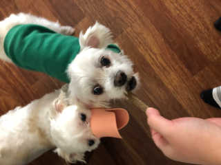 My Pet Care 천연단백질 치아건강에 개좋아 — 5점을 준 리뷰어가 2020년 12월 올린 사용 사진