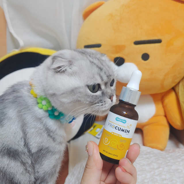 프로큐민 리뷰 사진