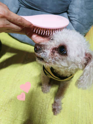 아이캔디 레인보우 볼륨S  브러쉬 for PET 미디엄 — 5점을 준 리뷰어가 2020년 12월 올린 사용 사진