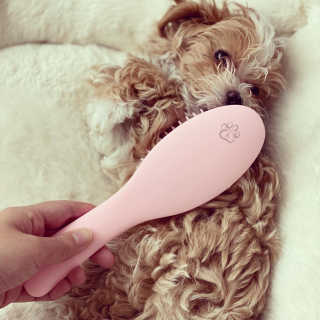 아이캔디 레인보우 볼륨S  브러쉬 for PET 미디엄 — 5점을 준 리뷰어가 2020년 11월 올린 사용 사진
