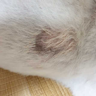 [자유펫] 시코니딘 고양이 강아지 피부 보습 연고 20g — 5점을 준 리뷰어가 2020년 8월 올린 사용 사진