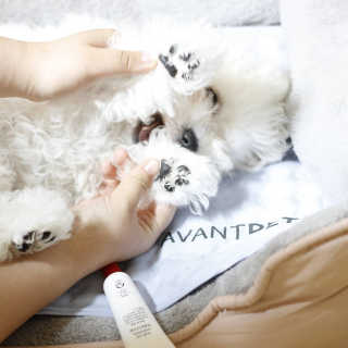 [자유펫] 시코니딘 고양이 강아지 피부 보습 연고 20g — 5점을 준 리뷰어가 2020년 7월 올린 사용 사진