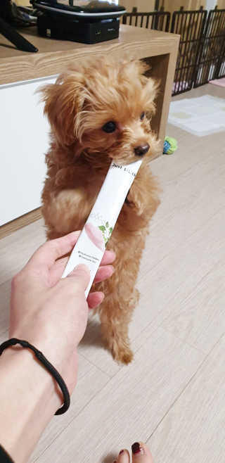 [펫토리아] 건강하게 리뉴얼된 NEW 짜먹는 한입뚝딱 — 5점을 준 리뷰어가 2020년 4월 올린 사용 사진