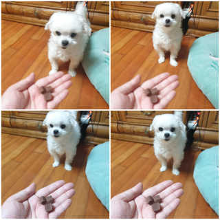My Pet Care 천연단백질 눈건강에 개좋아 — 5점을 준 리뷰어가 2020년 11월 올린 사용 사진