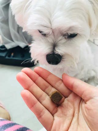 My Pet Care 천연단백질 관절건강에 개좋아 — 5점을 준 리뷰어가 2020년 11월 올린 사용 사진