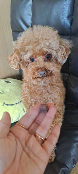My Pet Care 천연단백질 눈건강에 개좋아 — 5점을 준 리뷰어가 2020년 11월 올린 사용 사진