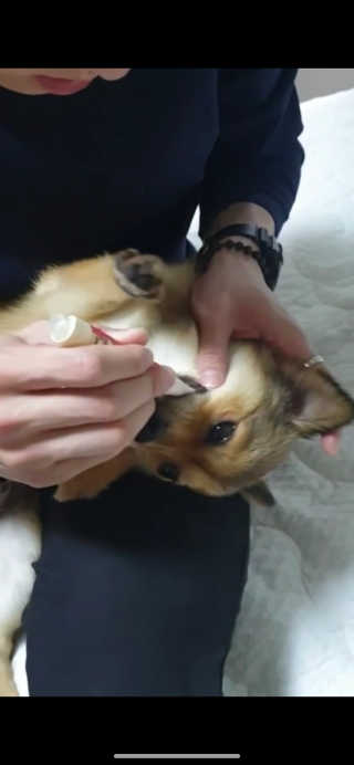 더펫원츠 [5초양치] 멍.치카펜 or 냥.치카펜 or 치카오일펜 — 5점을 준 리뷰어가 2020년 5월 올린 사용 사진