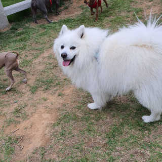 동원산업 항공직송 동원생연어_400g — 5점을 준 리뷰어가 2020년 5월 올린 사용 사진