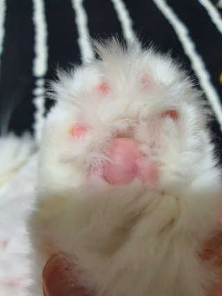 [자유펫] 시코니딘 고양이 강아지 피부 보습 연고 20g — 5점을 준 리뷰어가 2020년 7월 올린 사용 사진