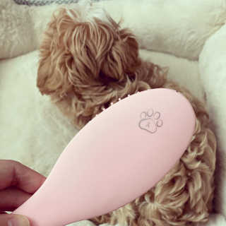 아이캔디 레인보우 볼륨S  브러쉬 for PET 미디엄 — 5점을 준 리뷰어가 2020년 11월 올린 사용 사진